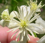 Clematis