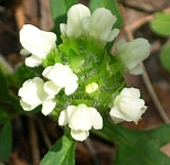 consuelda menor blanca