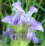 consuelda menor azul y blanca