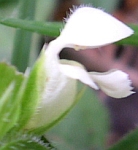 Consuelda menor blanca