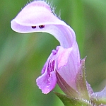 Consuelda menor rosa