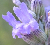 Lavanda