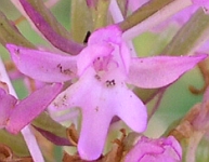 Anacamptis