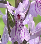 Dactylorhiza