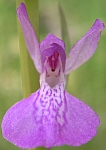 Dactylorhiza