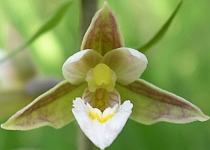 Orquidea