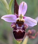 Ophrys