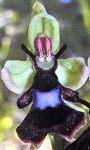 Ophrys