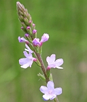 Verbena